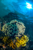 (2nd Position) 2019 Coral Vivo