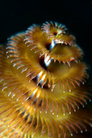 2011 Bonaire