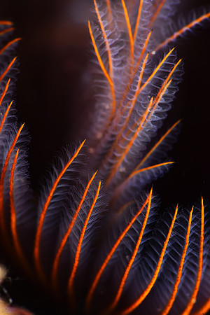 Close-up