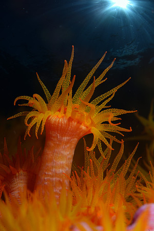Theme - Sea Flowers