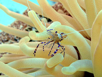 2004 Bonaire