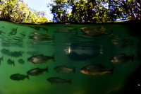 Bonito
