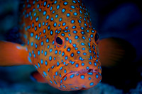 2008 Red Sea