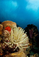 2007 Bonaire