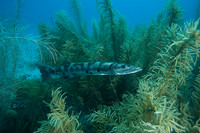 2006 Bonaire