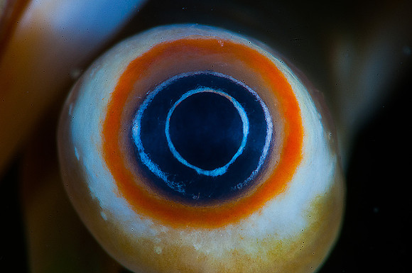 Macro temática - Olho